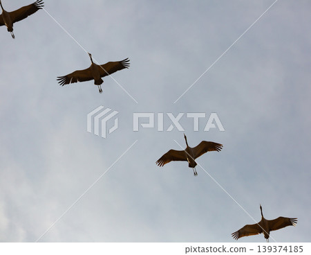 Flock of cranes flying in sky 139374185