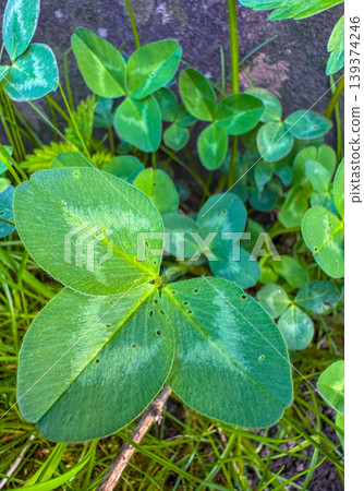 Close view of green plants showing various leaf shapes in outdoor setting Close view of green plants showing various leaf shapes in outdoor setting 139374246