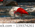 Close up  the scarlet ibis is beautiful bird 139374261