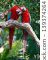 Close up head the red macaw parrot bird in garden 139374264