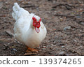The white duck in nature farm thailand 139374265