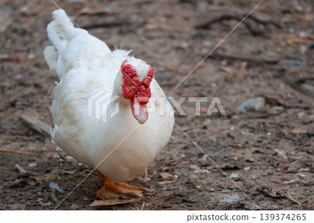 The white duck in nature farm thailand The white duck in nature farm thailand 139374265