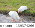 The baby white Duck is eatting in nature garden 139374266