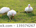 The baby white Duck is eatting in nature garden 139374267