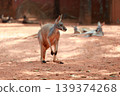 The kangaroo is rest in garden 139374268