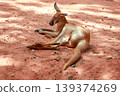 The kangaroo is rest and sleep in garden 139374269