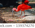 Close up  the scarlet ibis is beautiful bird 139374270
