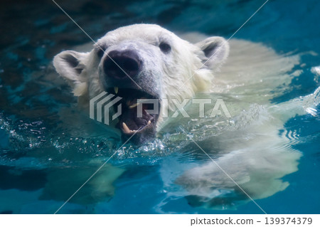 A polar bear swims dynamically underwater with its mouth wide open. April 2026, Yokohama City, Japan. A polar bear swims dynamically underwater with its mouth wide open. April 2026, Yokohama City, Japan. 139374379