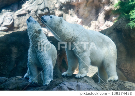 Two polar bears stand side-by-side on a rocky outcrop, looking up in the same direction. April 2026, Yokohama City, Japan. Two polar bears stand side-by-side on a rocky outcrop, looking up in the same direction. April 2026, Yokohama City, Japan. 139374458