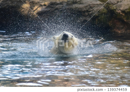 A polar bear shakes its body in the water, creating a splash. April 2026, Yokohama City, Japan. A polar bear shakes its body in the water, creating a splash. April 2026, Yokohama City, Japan. 139374459