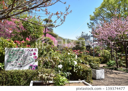 町田藥師池公園四季彩之森牡丹園(町田牡丹園):步道、盛開的桃花和新鮮的綠色植物。 町田藥師池公園四季彩之森牡丹園(町田牡丹園):步道、盛開的桃花和新鮮的綠色植物。 139374477