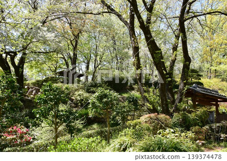 Machida Yakushiike Park Shikisai no Mori Peony Garden (Machida Peony Garden) Walking Path and Fresh Greenery Machida Yakushiike Park Shikisai no Mori Peony Garden (Machida Peony Garden) Walking Path and Fresh Greenery 139374478