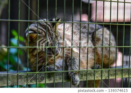 A rare Tsushima leopard cat gazes at the camera from inside its cage. April 2026, Yokohama City, Japan. 139374615