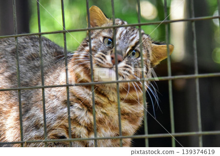 A rare Tsushima leopard cat gazes at the camera from inside its cage. April 2026, Yokohama City, Japan. A rare Tsushima leopard cat gazes at the camera from inside its cage. April 2026, Yokohama City, Japan. 139374619