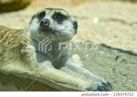 A meerkat relaxes and lies down on a rock. April 2026, Yokohama City, Japan. 139374722