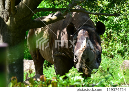 A powerful rhinoceros stares straight ahead from the shade of a tree. April 2026, Yokohama City, Japan. 139374734