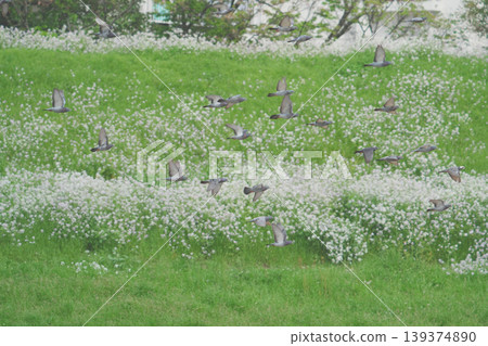 A flock of rock doves in flight A flock of rock doves in flight 139374890