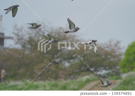 A flock of rock doves in flight A flock of rock doves in flight 139374891