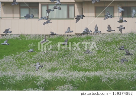 A flock of rock doves in flight A flock of rock doves in flight 139374892