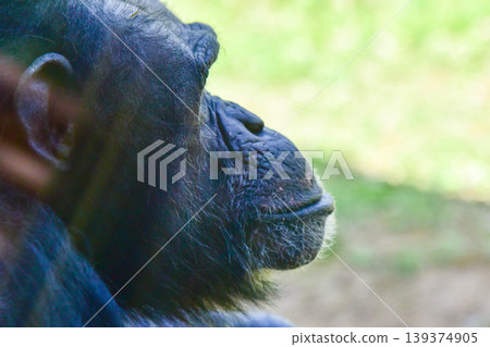 A chimpanzee's profile, standing quietly in soft light. April 2026, Yokohama City, Japan. A chimpanzee's profile, standing quietly in soft light. April 2026, Yokohama City, Japan. 139374905