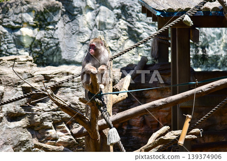 A Japanese macaque powerfully calls out from a tree. April 2026, Yokohama City, Japan. A Japanese macaque powerfully calls out from a tree. April 2026, Yokohama City, Japan. 139374906