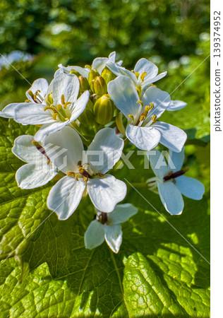 White flowers bloom among green leaves in a garden during spring season White flowers bloom among green leaves in a garden during spring season 139374952
