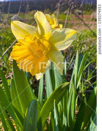 Bright yellow daffodil blooms in green grass on a sunny day in the garden Bright yellow daffodil blooms in green grass on a sunny day in the garden 139374953
