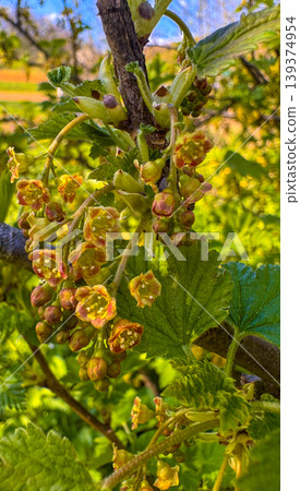 New buds growing on a fruit plant near a garden during the spring season 139374954