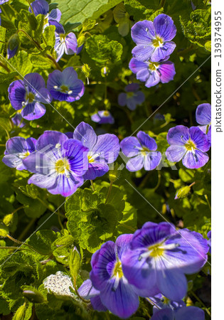 Colorful flowers bloom in a garden during spring season in bright sunlight Colorful flowers bloom in a garden during spring season in bright sunlight 139374955