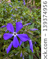 Purple flower blooms in garden during spring season near urban area 139374956