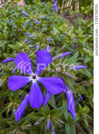 Purple flower blooms in garden during spring season near urban area 139374956