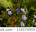 Colorful flowers and green plants grow in a sunny garden area during spring time 139374959