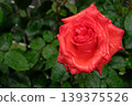 杜夫特沃克玫瑰特寫：一朵美麗而芬芳的花朵。 139375526