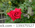 杜夫特沃克玫瑰特寫：一朵美麗而芬芳的花朵。 139375527