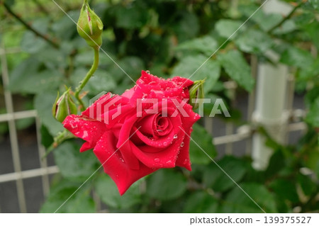 杜夫特沃克玫瑰特寫：一朵美麗而芬芳的花朵。 139375527
