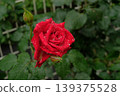 杜夫特沃克玫瑰特寫：一朵美麗而芬芳的花朵。 139375528