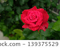杜夫特沃克玫瑰特寫：一朵美麗而芬芳的花朵。 139375529