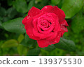 杜夫特沃克玫瑰特寫：一朵美麗而芬芳的花朵。 139375530