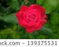 杜夫特沃克玫瑰特寫：一朵美麗而芬芳的花朵。 139375531