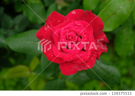 杜夫特沃克玫瑰特寫：一朵美麗而芬芳的花朵。 139375531