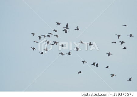 A flock of cormorants in flight A flock of cormorants in flight 139375573