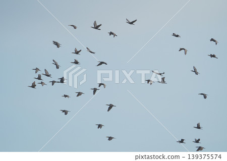 A flock of cormorants in flight 139375574