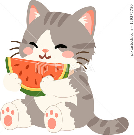 Cute gray kitten eating watermelon summer fruit for seasonal summer Cute gray kitten eating watermelon summer fruit for seasonal summer 139375780
