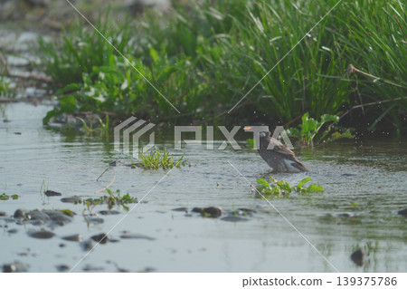 Starling bathing in the river Starling bathing in the river 139375786