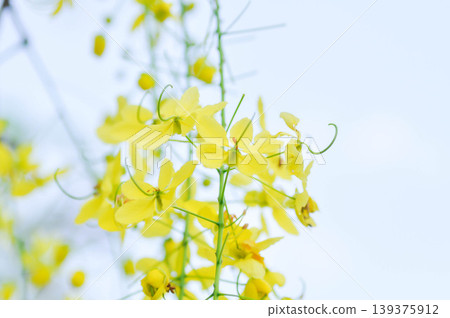 Golden shower , Cassia fistula or pudding pipe tree or Cassia fistula Linn and sky 139375912