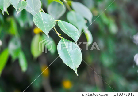 Ficus Benjamina L or Moraceae, Golden Fig or Weeping Fig or Ficus Benjamina or leaves background Ficus Benjamina L or Moraceae, Golden Fig or Weeping Fig or Ficus Benjamina or leaves background 139375913