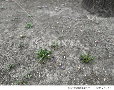 掉落在地上並開始腐爛的銀杏果 / 植物 139376238