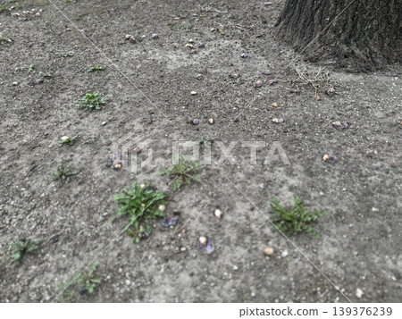 掉落在地上並開始腐爛的銀杏果 / 植物 139376239