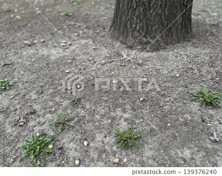 Ginkgo nuts that have fallen to the ground and are beginning to rot / The plants Ginkgo nuts that have fallen to the ground and are beginning to rot / The plants 139376240