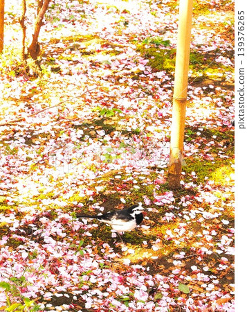 Kanagawa Prefecture: A carpet of cherry blossoms and a white wagtail, April. Kanagawa Prefecture: A carpet of cherry blossoms and a white wagtail, April. 139376265